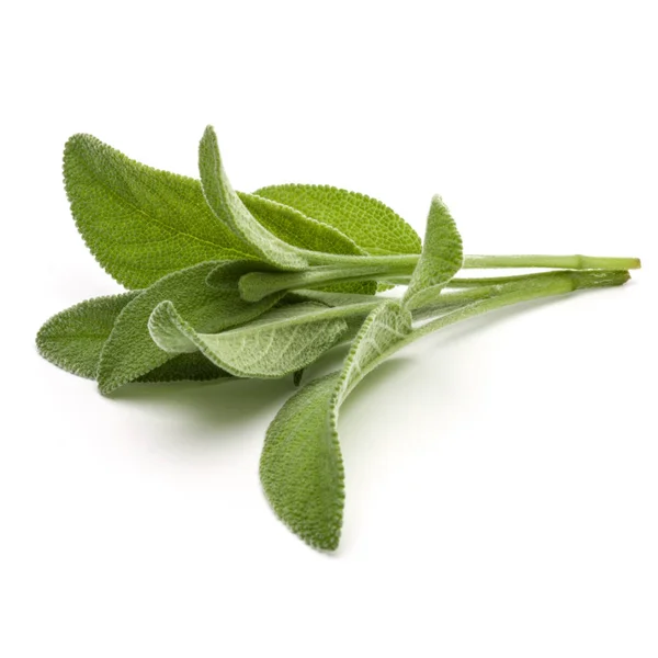 Sage herb leaves  bouquet isolated on white background cutout. — Stock Photo, Image