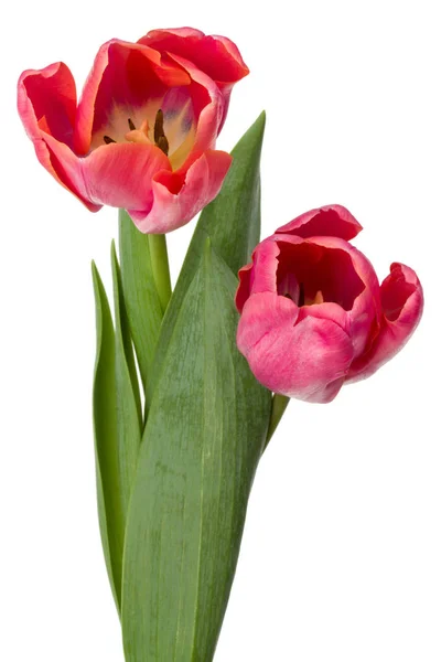 Twee Roze Tulp Bloemen Geïsoleerd Witte Achtergrond — Stockfoto