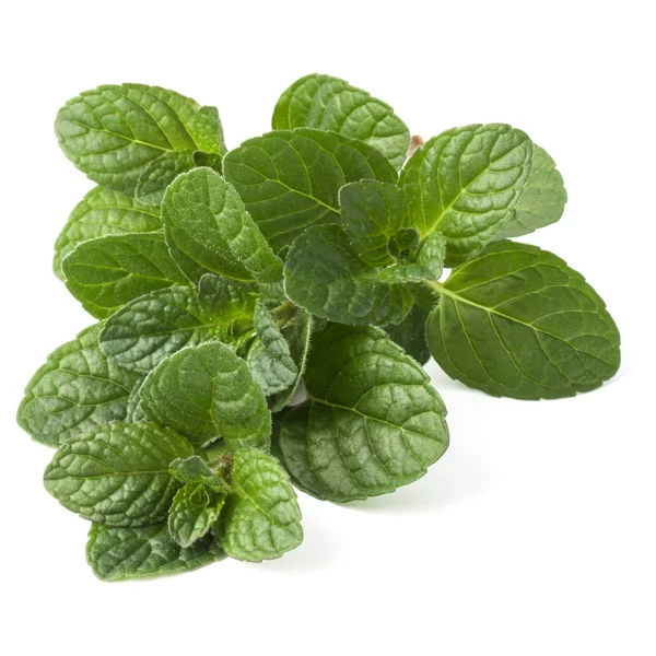 Fresh Mint Herb Leaves Isolated White Background Cutout — Stock Photo, Image