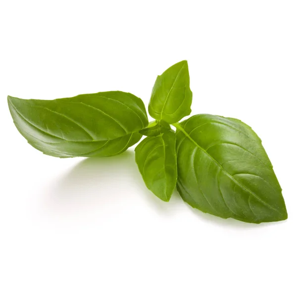 Sweet basil herb leaves isolated on white background closeup — Stock Photo, Image