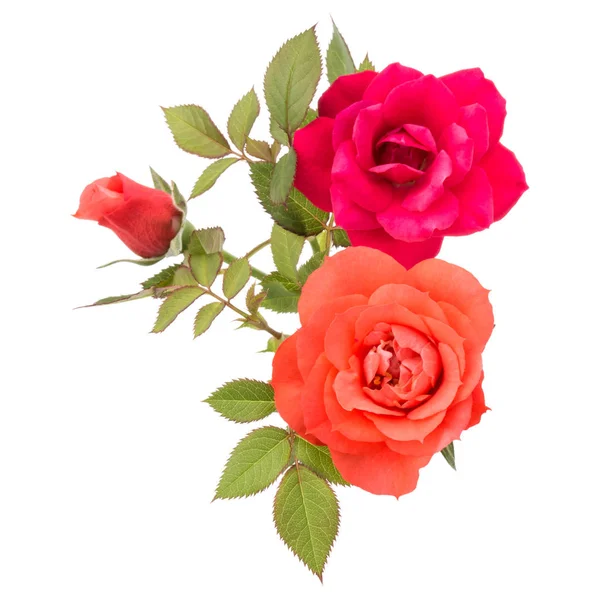 橙色玫瑰花花束与绿色叶子隔绝在白色背景剪影 — 图库照片