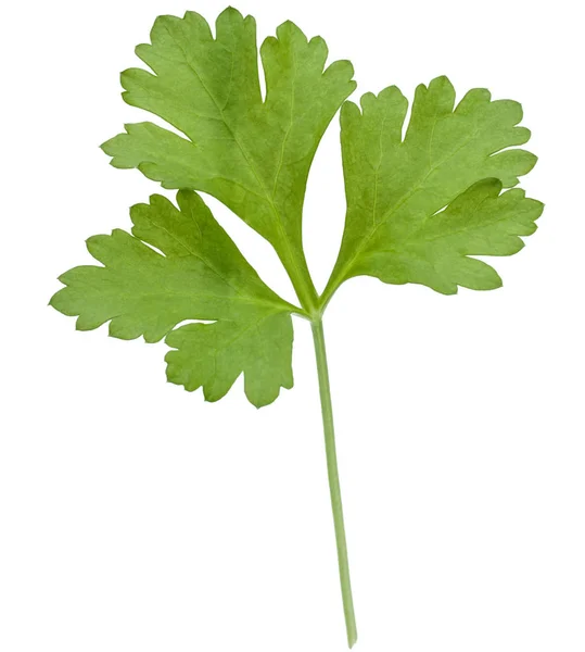 Świeżej pietruszki ziela liście na białym tle na białe tło wyłącznik — Zdjęcie stockowe