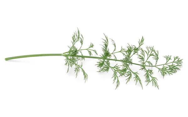 Bliska strzał oddziału zioło świeży koperek zielony liść na białym tle — Zdjęcie stockowe
