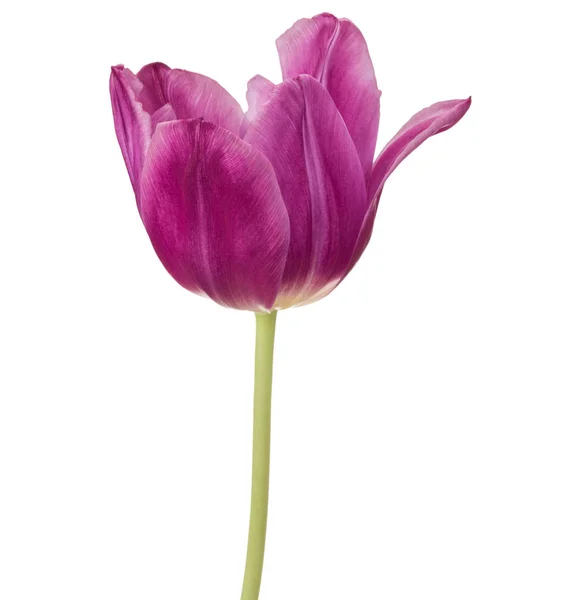 Cabeza Flor Tulipán Lila Aislada Sobre Fondo Blanco — Foto de Stock