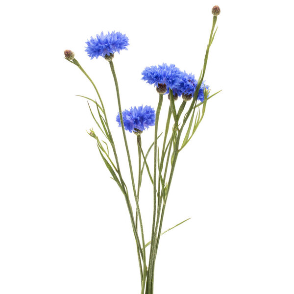 Blue Cornflower Herb or bachelor button flower bouquet isolated on white background cutout