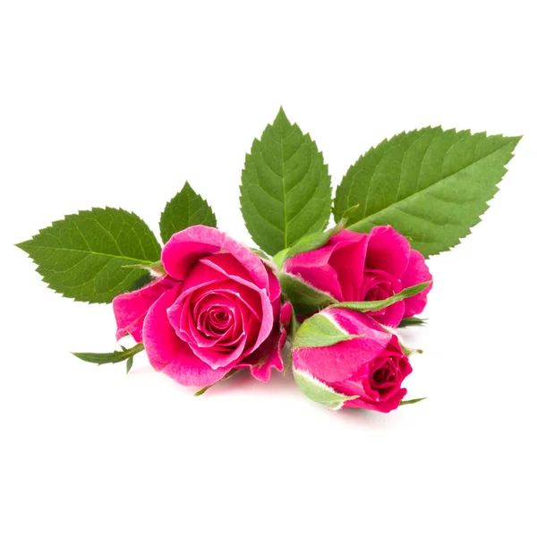 Pink Rose Flower Head Isolated White Background Cutout — Stock Photo, Image