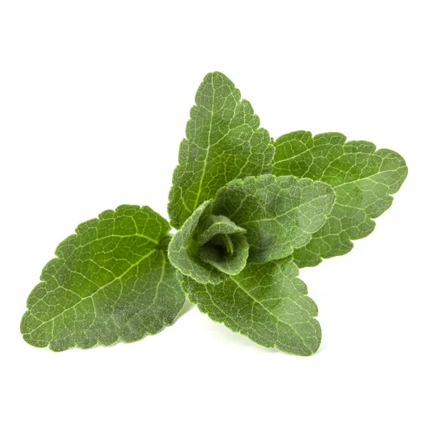 Stevia lämnar bitar isolerade om vit bakgrund klipp ut. — Stockfoto