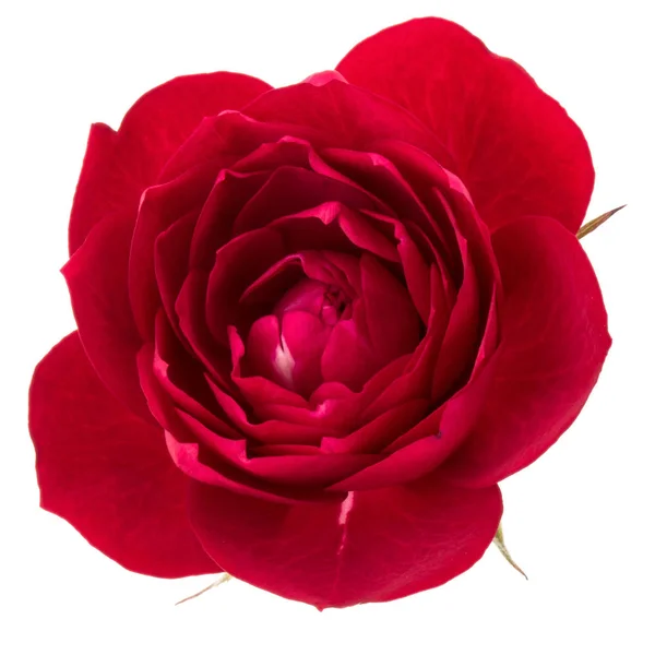 Çiçek Baş Beyaz Arka Plan Kesme Izole Bir Kırmızı Gül — Stok fotoğraf