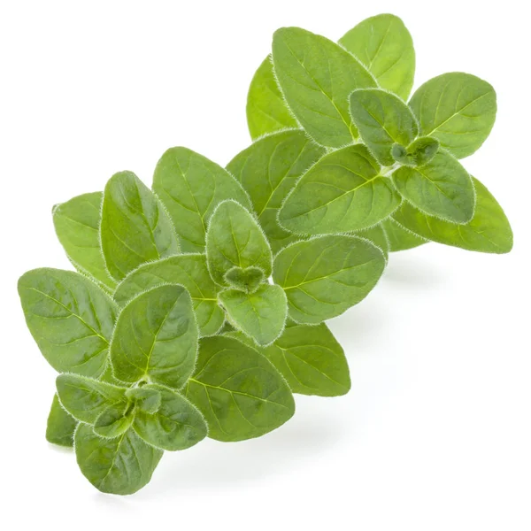 Oregano Eller Mejram Blad Isolerad Vit Bakgrund Cutout — Stockfoto