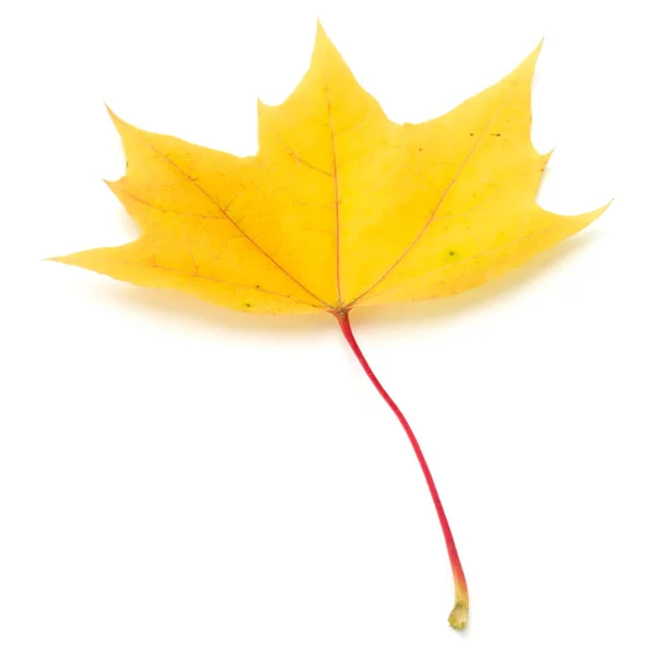 Daun maple musim gugur berwarna terisolasi pada warna putih — Stok Foto