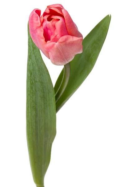 One Pink Tulip Flower Isolated White Background — Stock Photo, Image