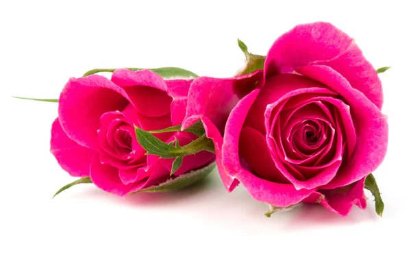 Pink Rose Flower Head Isolated White Background Cutout — Stock Photo, Image