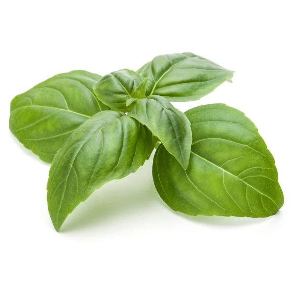 Close Studio Shot Fresh Green Basil Herb Leaves Isolated White — Stock Photo, Image
