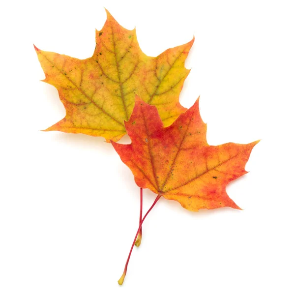 Kolorowe jesień klon liść na białym tle — Zdjęcie stockowe