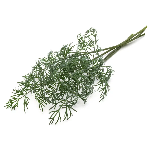 Close up shot of branch of fresh green dill herb leaves isolated Stock Picture