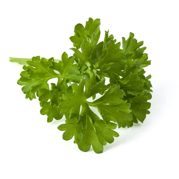 Parsley leaves bunch isolated on white background cutout Stock Picture