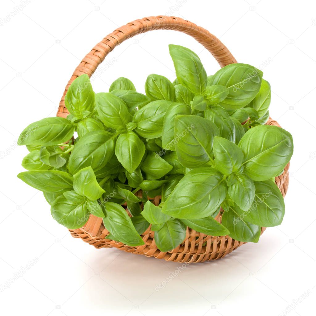 Sweet basil herb leaves bunch in wicker basket isolated on white