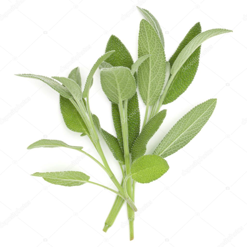 Sage herb leaves  bouquet isolated on white background cutout. Top view.