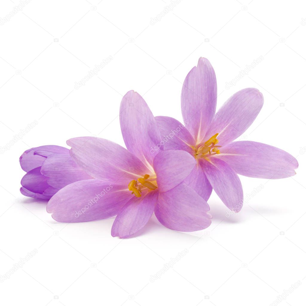 lilac crocus flowers isolated on white background