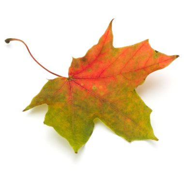 renkli sonbahar akçaağaç yaprağı üzerinde beyaz izole