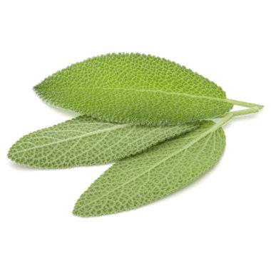 Adaçayı yaprakları üzerinde beyaz arka plan kesme izole. 