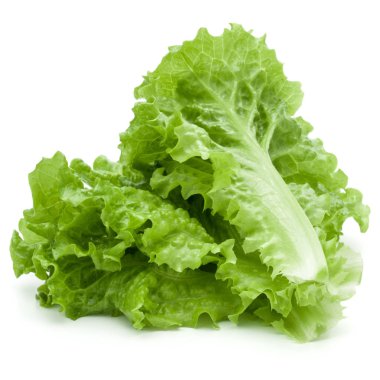 Beyaz arka planda taze yeşil marul salatası yaprakları