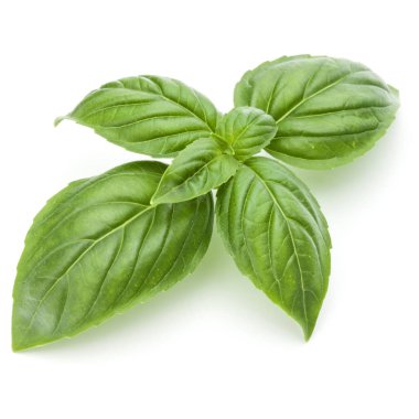 Taze yeşil fesleğen bitki yaprakları izole o stüdyo atış kapatın