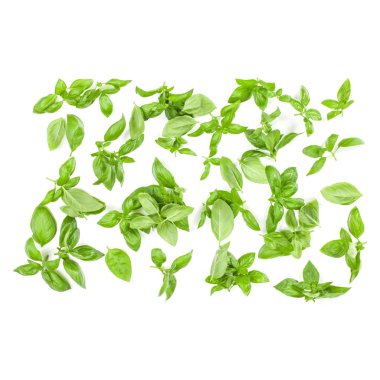 Arka plan düzenleme w izole tatlı Cenevizli fesleğen yaprağı