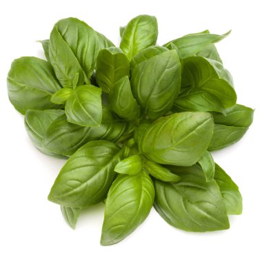 Beyaz arka plan üzerinde izole demet fesleğen bitki yaprakları