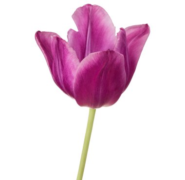 Lila Lale çiçek beyaz arka plan üzerinde izole kafa