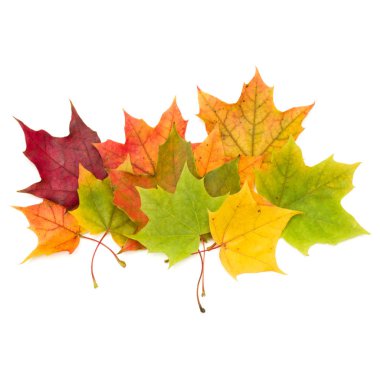 Beyaz arkaplanda izole edilmiş renkli sonbahar akçaağaç yaprağı 