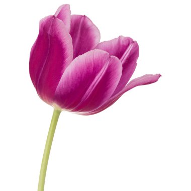 Lila Lale çiçek beyaz arka plan üzerinde izole kafa