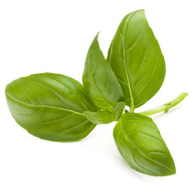 Beyaz arka plan closeup izole fesleğen bitki yaprakları 