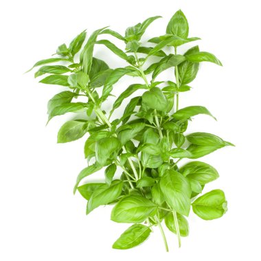 Tatlı Cenevizli fesleğen şube beyaz arka plan üzerinde izole. Düz, 