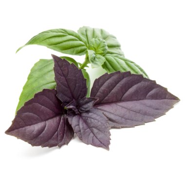 Taze yeşil Studio atış kapatın ve mi kırmızı fesleğen bitki yaprakları