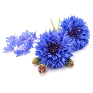 Blue Cornflower Herb or bachelor button flower head isolated on white background cutout clipart