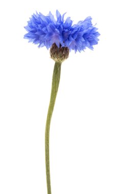 Mavi Peygamber Çiçeği bitki veya lisans düğmesini çiçek beyaz arka plan kesme izole kafa
