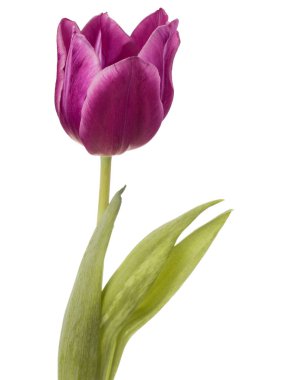 Lila Lale çiçek beyaz arka plan üzerinde izole kafa