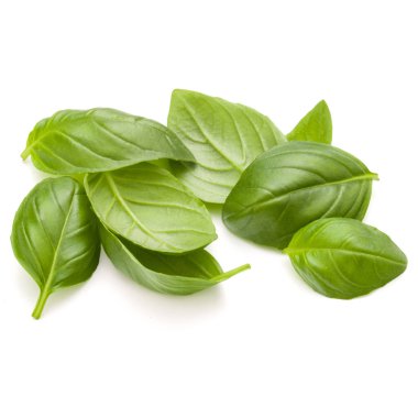 Beyaz arka plan clo üzerinde izole avuç fesleğen bitki yaprakları