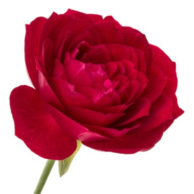 çiçek baş beyaz arka plan kesme izole bir kırmızı gül