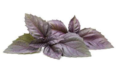 Stüdyo çekim taze kırmızı fesleğen bitki yaprakları üzerinde izole kapatmak 