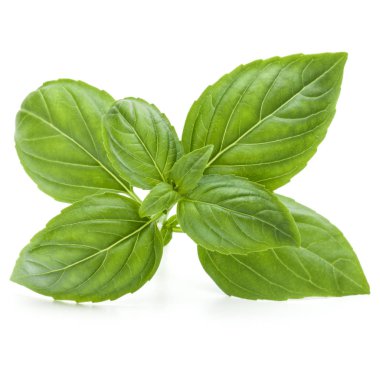 Taze yeşil fesleğen bitki yaprakları izole o stüdyo atış kapatın