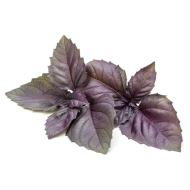 Beyaz arka plan üzerinde izole kırmızı taze fesleğen bitki yaprakları stüdyo çekim kapatın. Mor koyu Opal fesleğen.