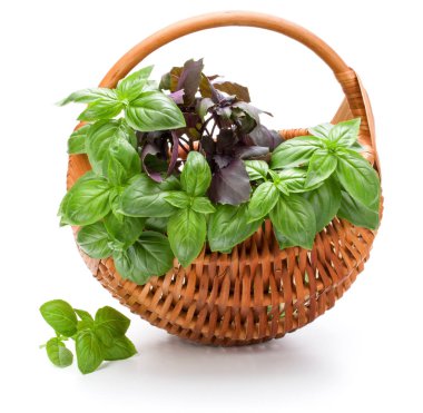 Fesleğen bitki yaprakları grup üzerinde beyaz izole hasır sepet içinde