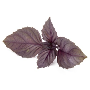 Stüdyo çekim taze kırmızı fesleğen bitki yaprakları üzerinde izole kapatmak 