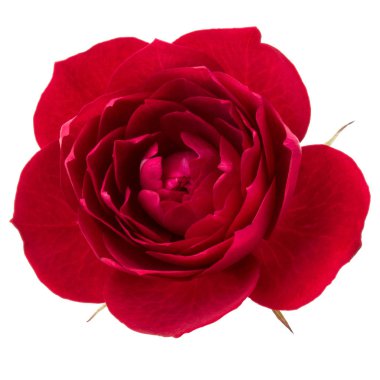 çiçek baş beyaz arka plan kesme izole bir kırmızı gül