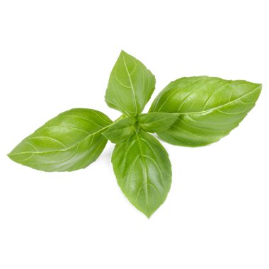 fesleğen bitki üzerinde izole beyaz arka plan bırakır. Cenova b