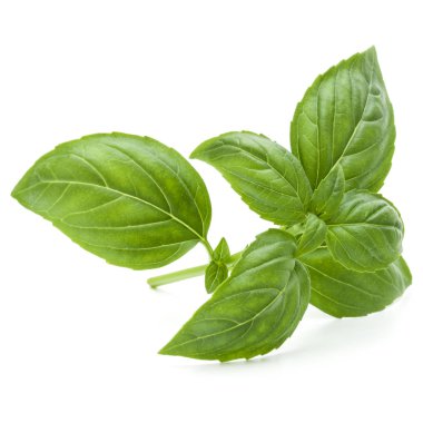 Taze yeşil fesleğen bitki yaprakları izole o stüdyo atış kapatın