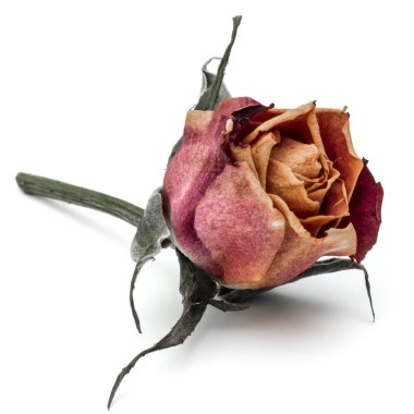 kurutulmuş gül çiçek baş beyaz arka plan kesme izole 