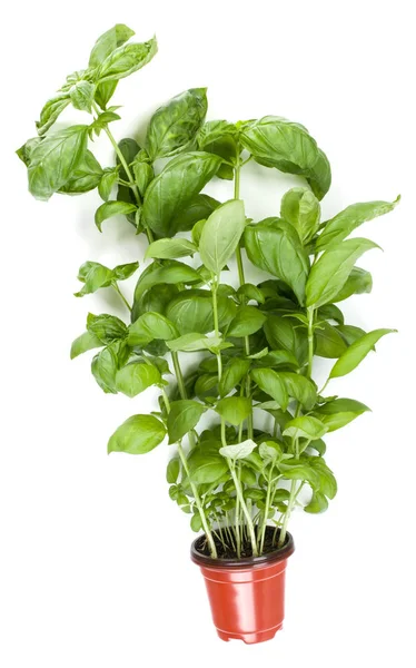 Verse Zoete Genovese Basil Kruiden Kweken Pot Geïsoleerd Een Witte — Stockfoto